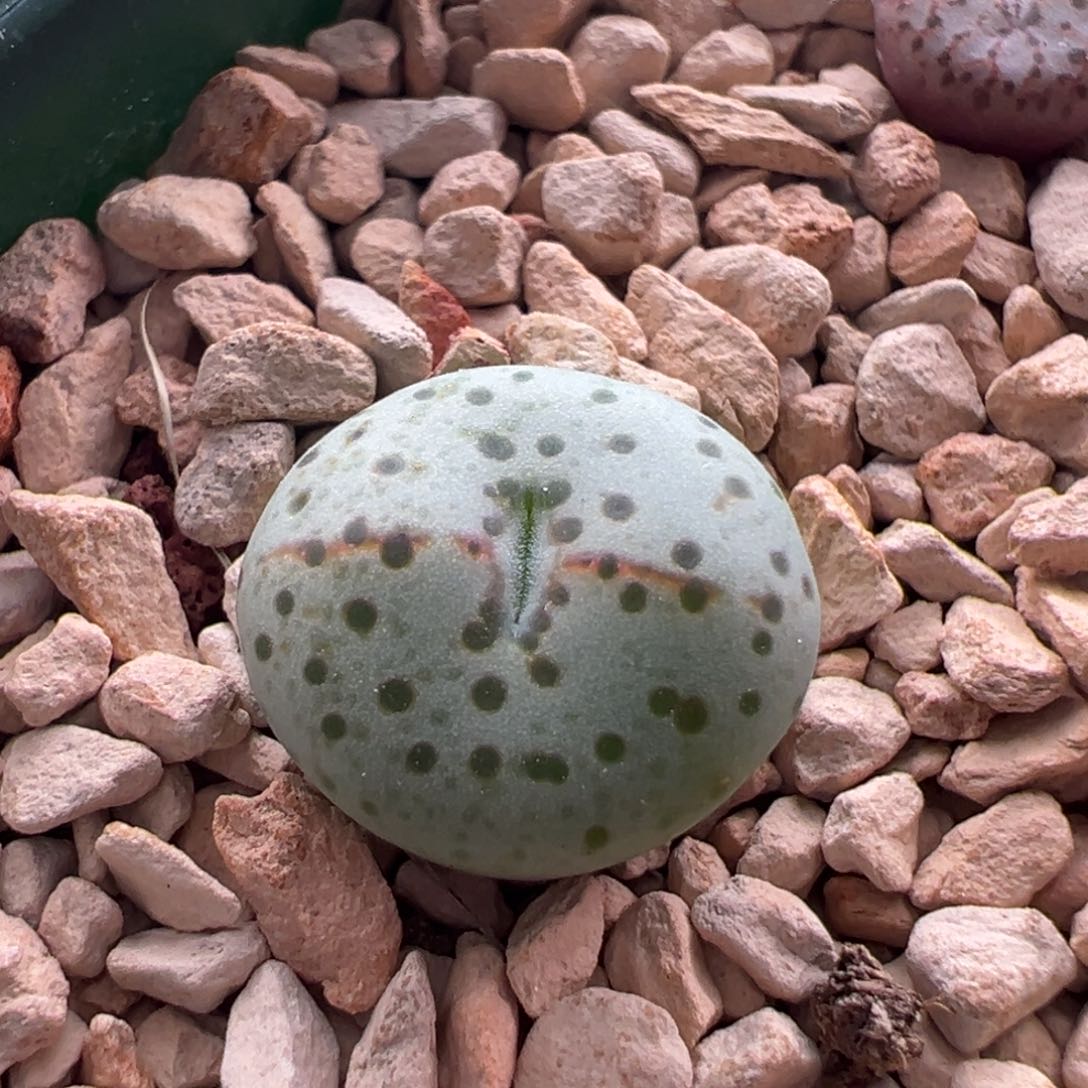 46。优选火龙果安贞