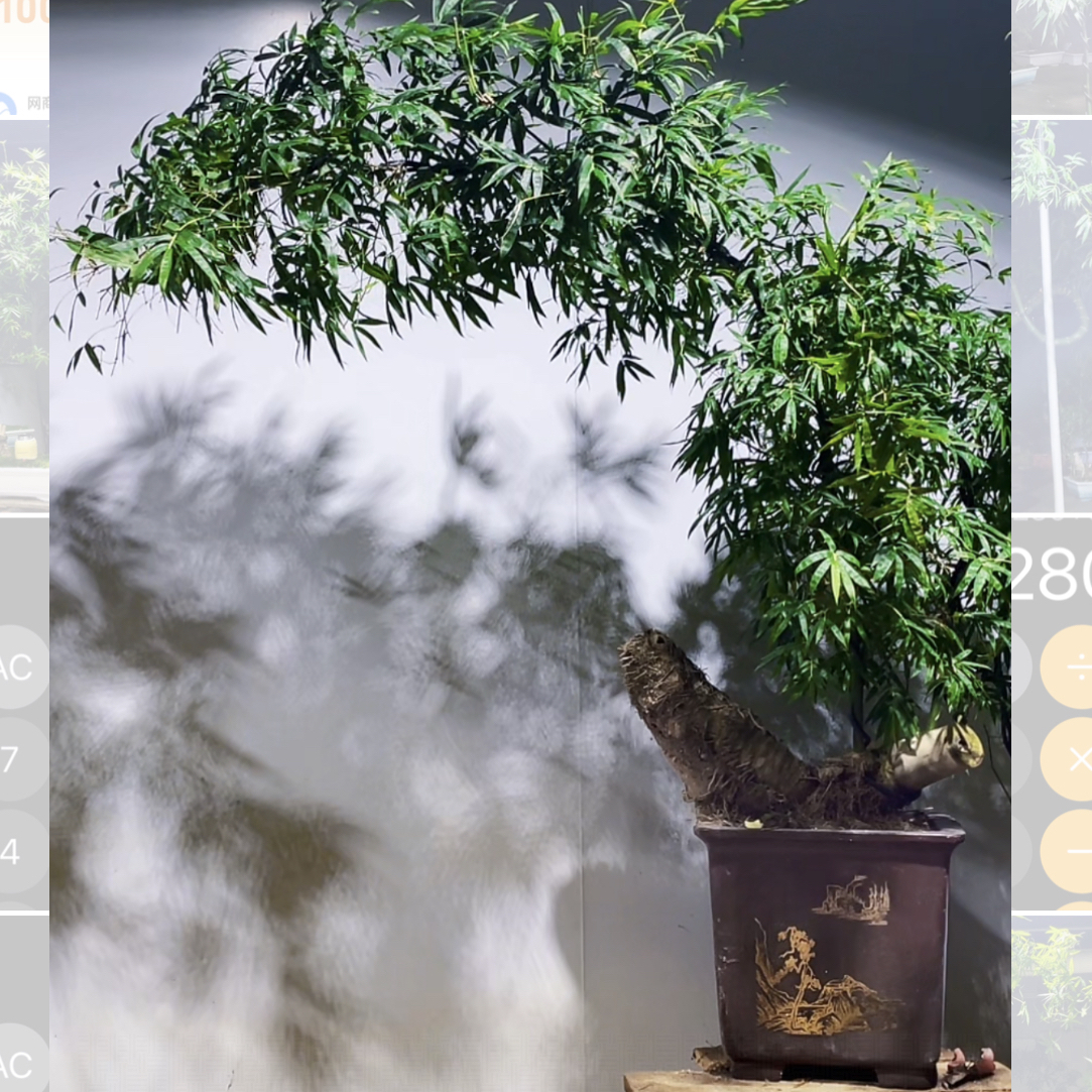 小叶簕竹/簕竹熟桩怪桩清货价