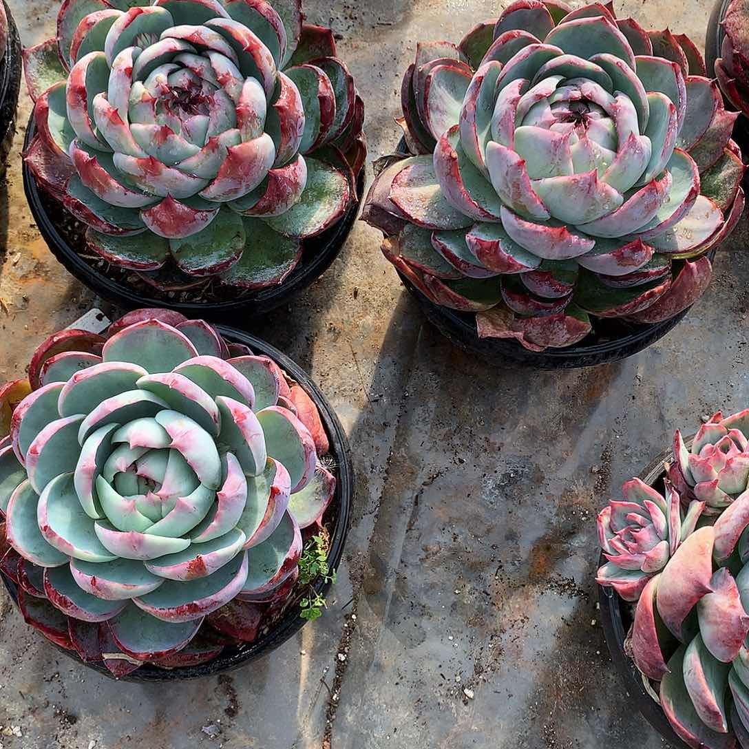 遇****园惊鸿仙子3个一物一拍