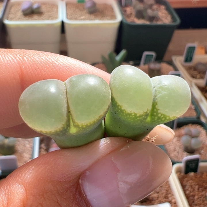 A90。优选超好看风铃福利。手上随机一颗。 