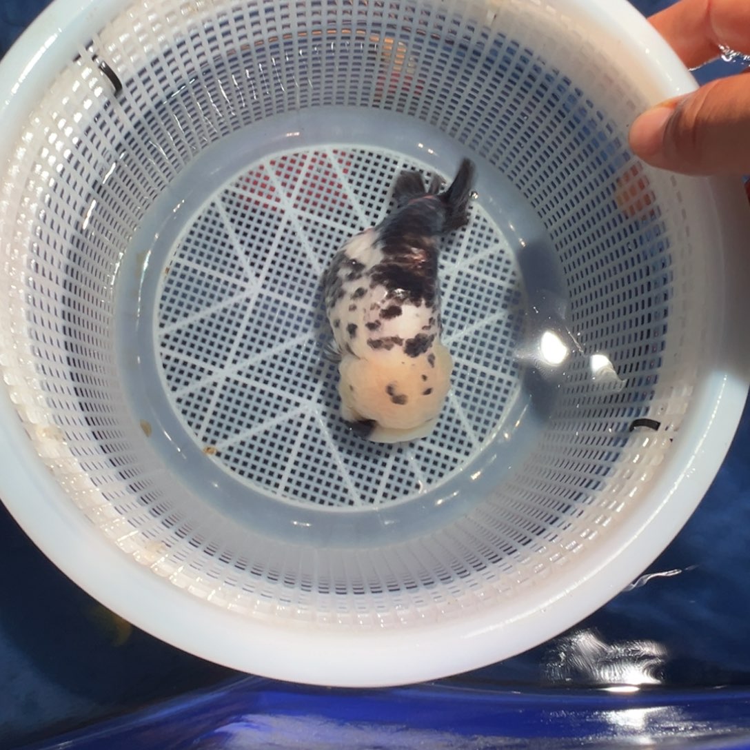 鑫***.金鱼潘氏金鱼兰寿金鱼