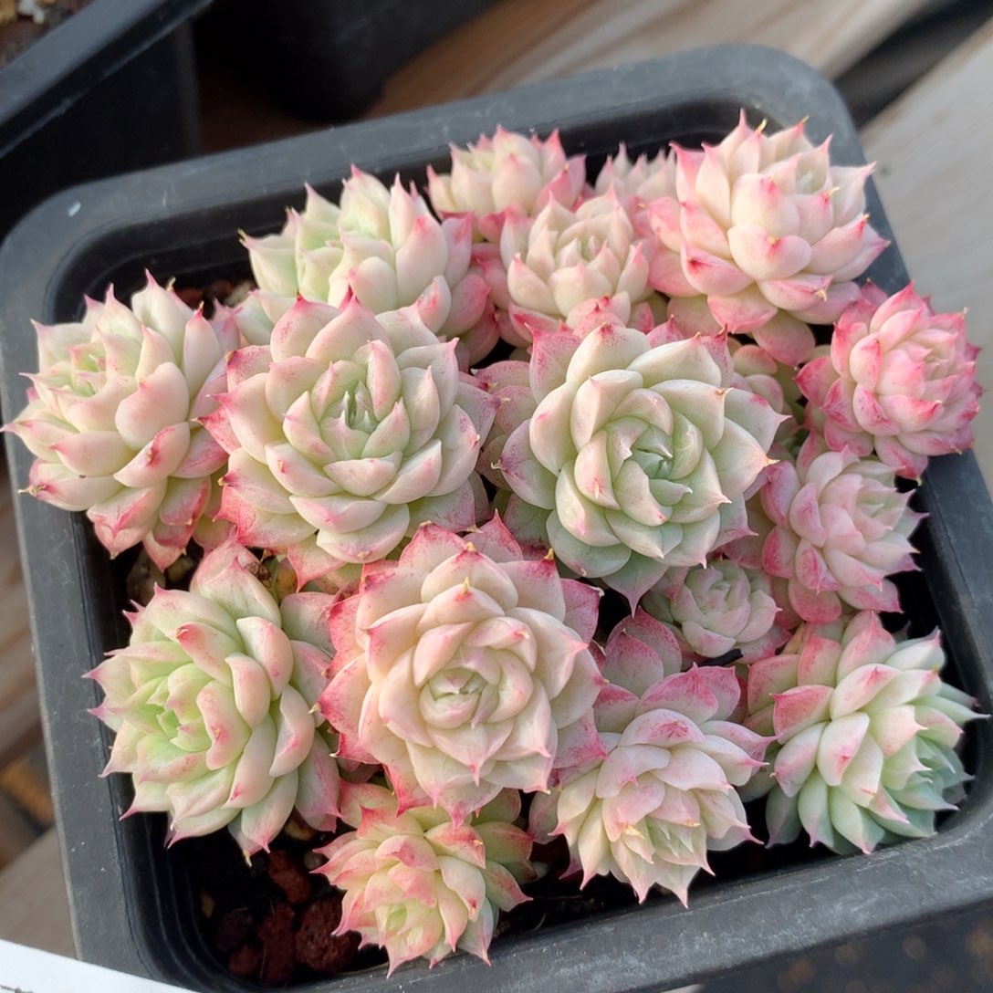 0129-49 女王自然群