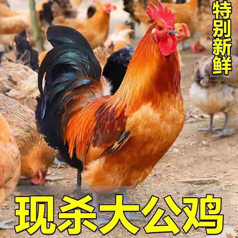 正宗农户散养大公鸡土鸡笨鸡走地鸡活鸡现杀新鲜鲜鸡肉林下散养鸡