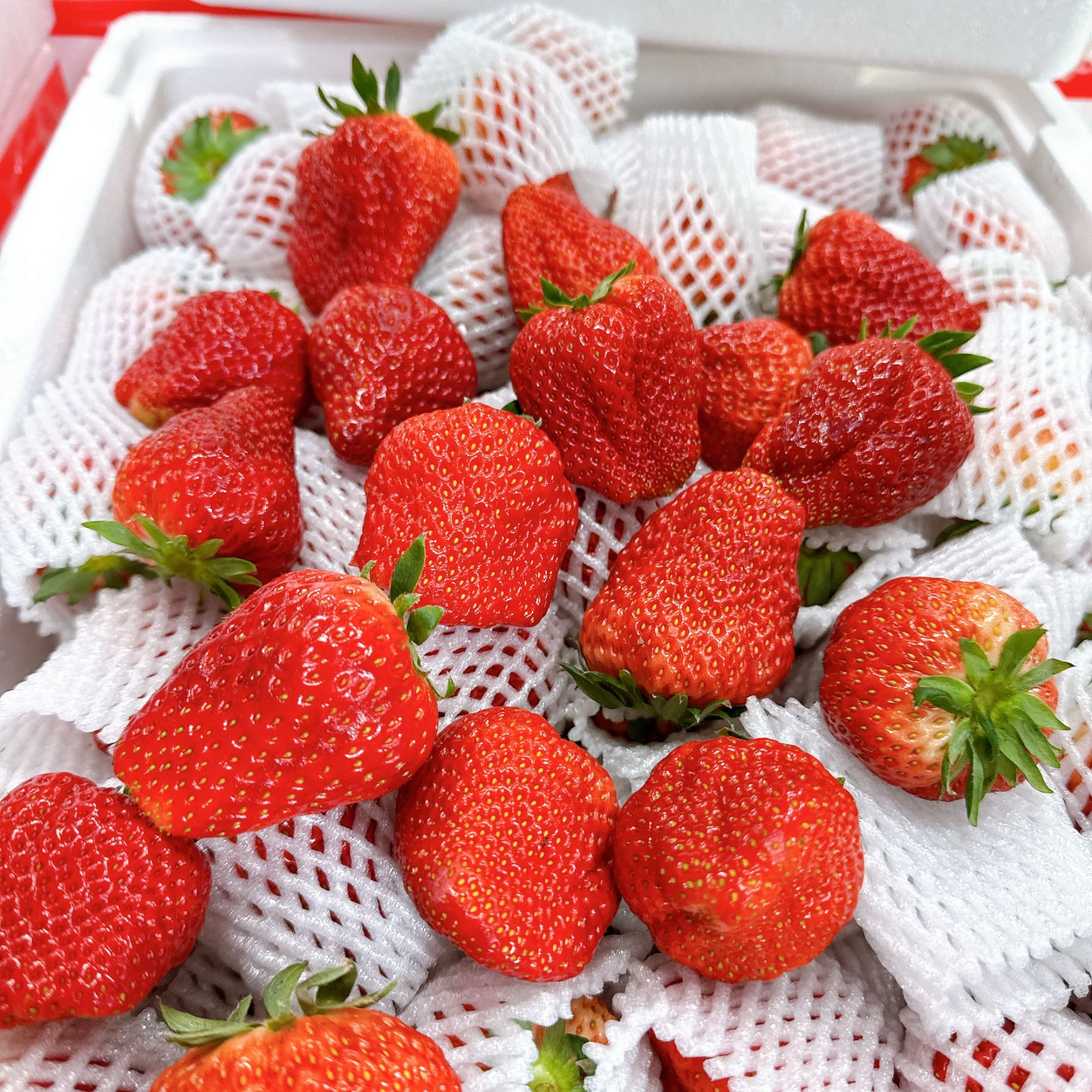 【家庭特惠】正宗丹东99草莓红颜草莓新鲜香甜泡沫箱5斤装