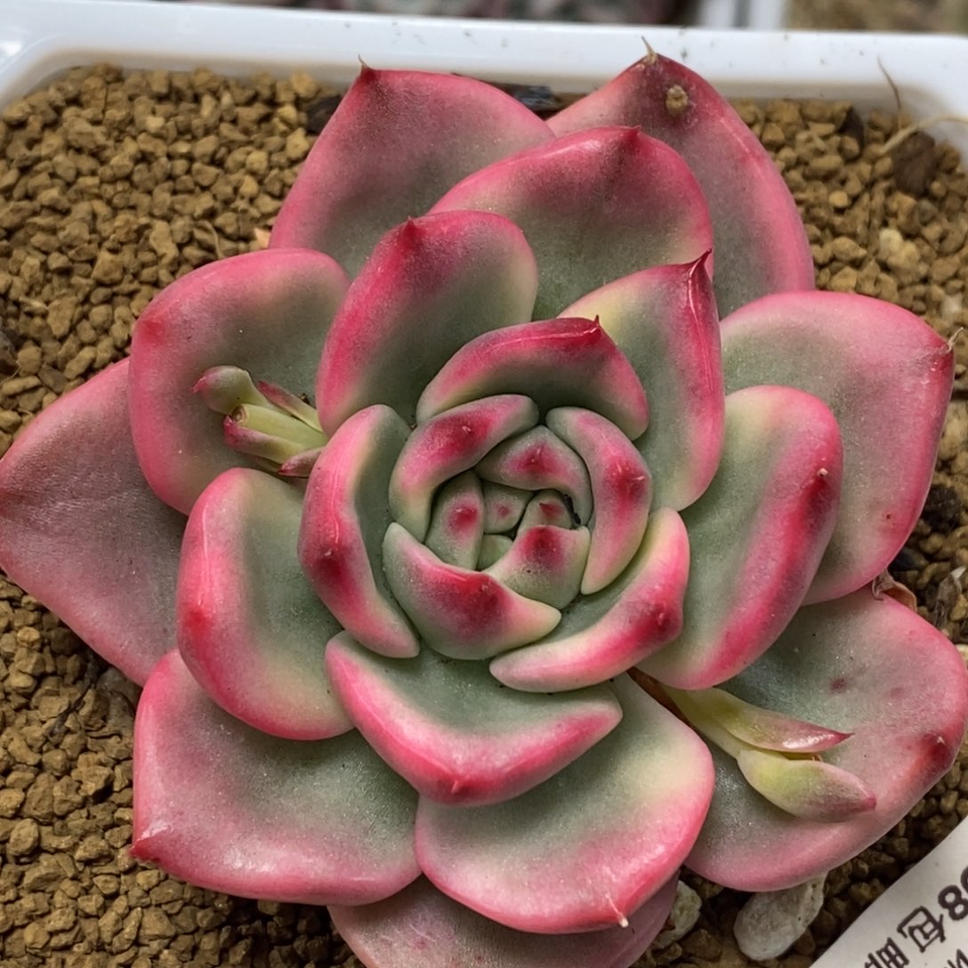 40蔚蓝乌木锦    小方花圃一物一拍