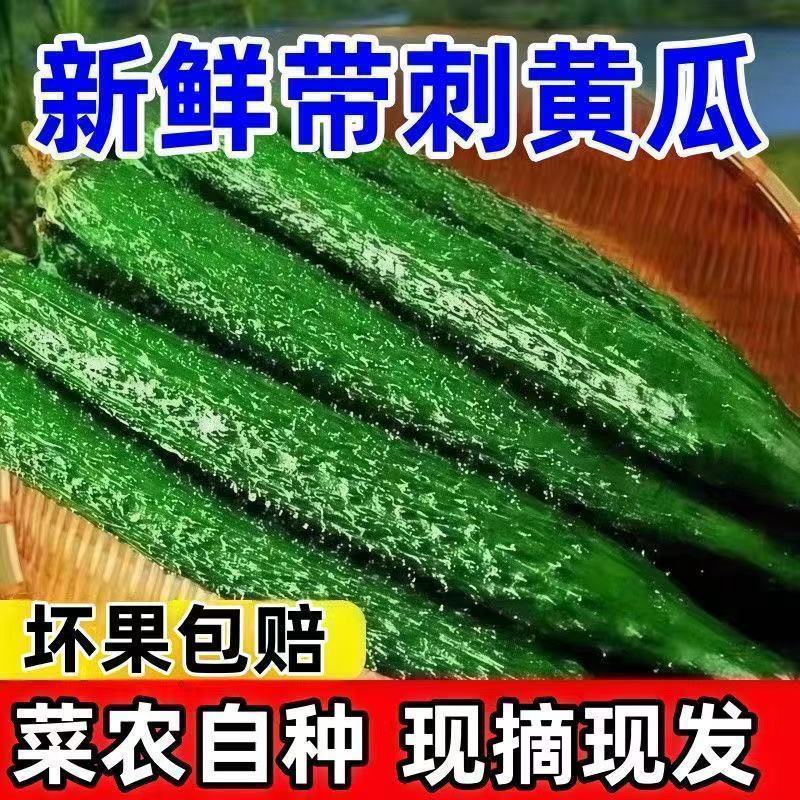 河南新鲜带刺绿心黄瓜可生吃脆嫩多汁蔬菜