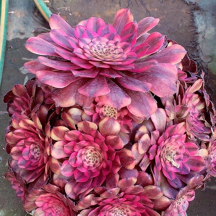 粉体美姬，多肉植物