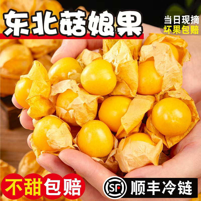 【顺丰冷链】东北姑娘果新鲜大果特产水果灯笼果小金豆黄甜菇娘果