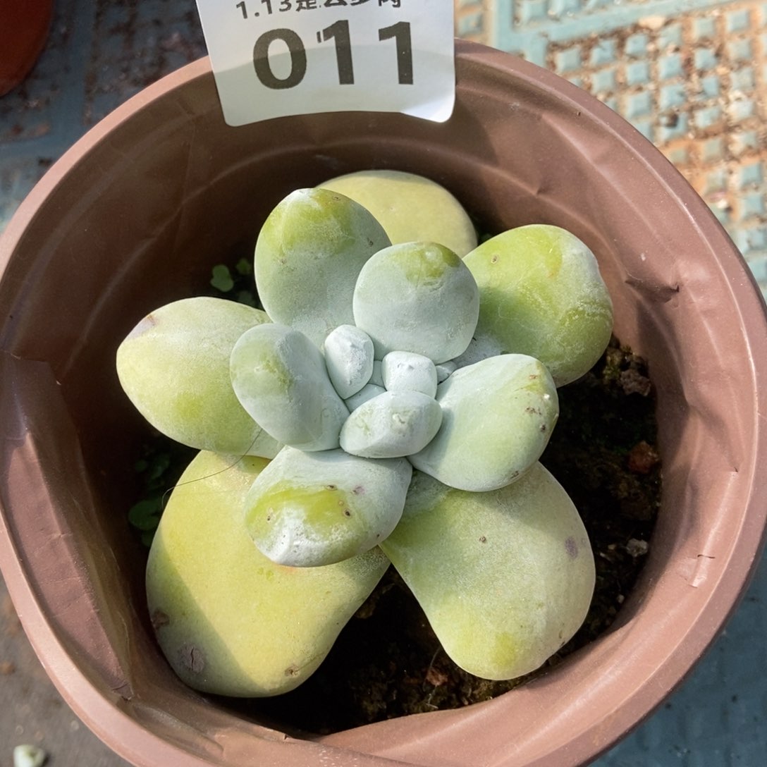 011丸叶红拇指多肉