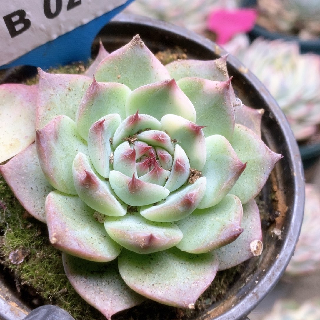 245锦锦锦锦锦锦锦