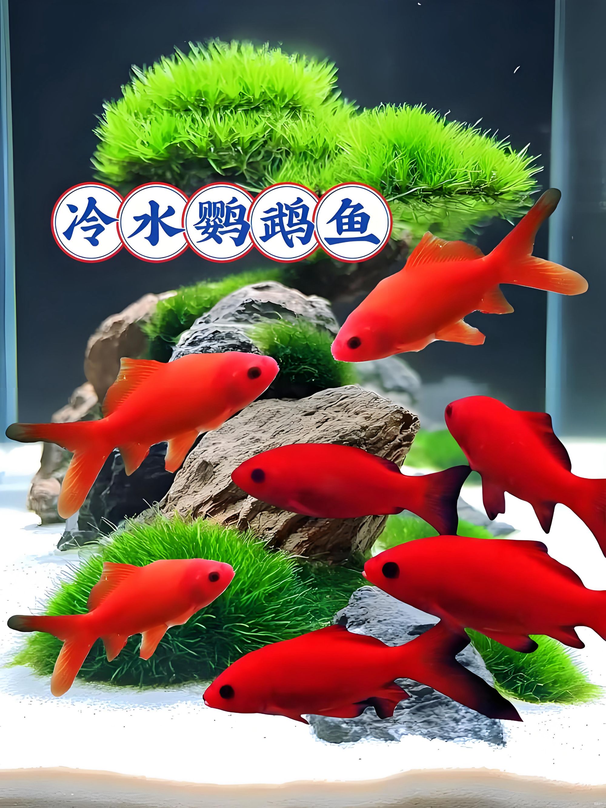 好养耐活的黑眼冷水淡水招财观赏鱼