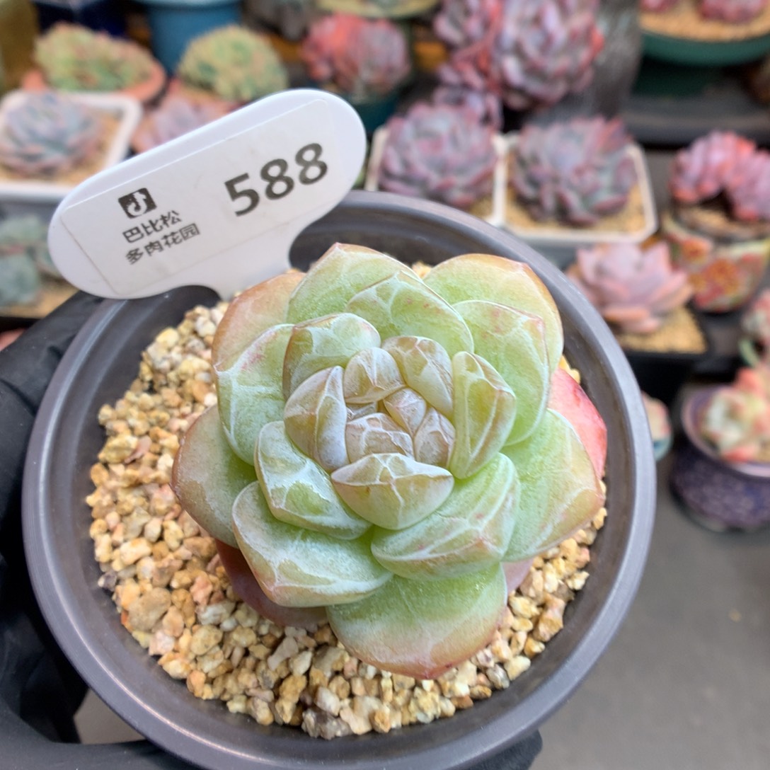 588 奶茶心冰玉石化