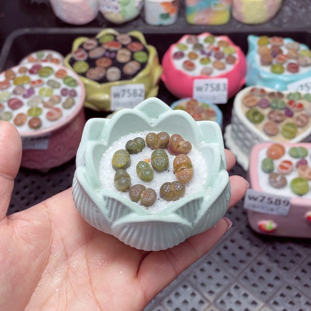 w7590 -零下地区拍保温箱-15支持寄养