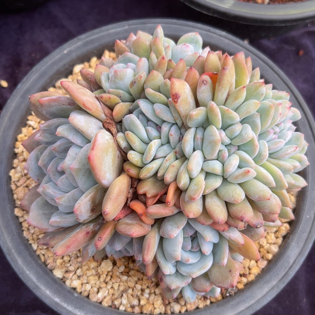 新年快乐 新年快乐