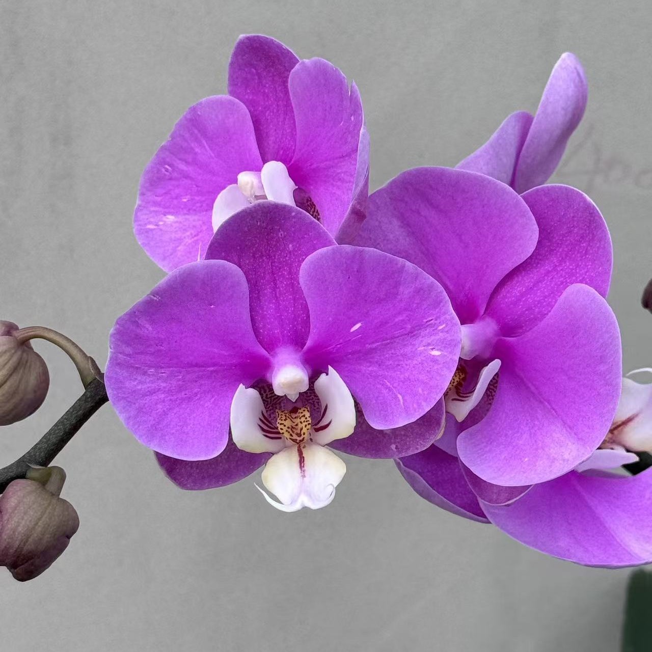 （安娜）蝴蝶兰 花期长 拍3颗以上配盆