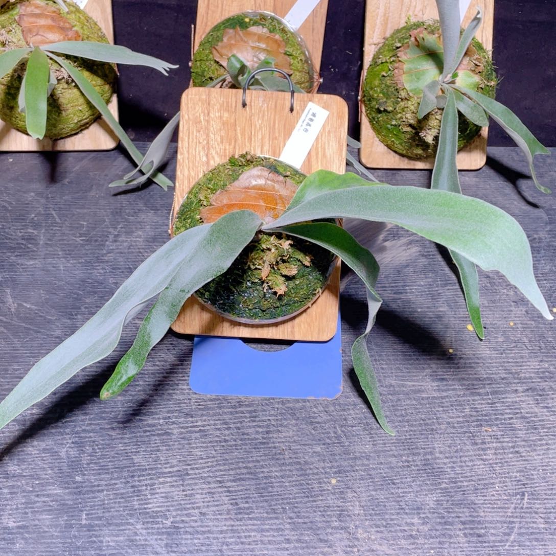 完全开放003波哥苏丹