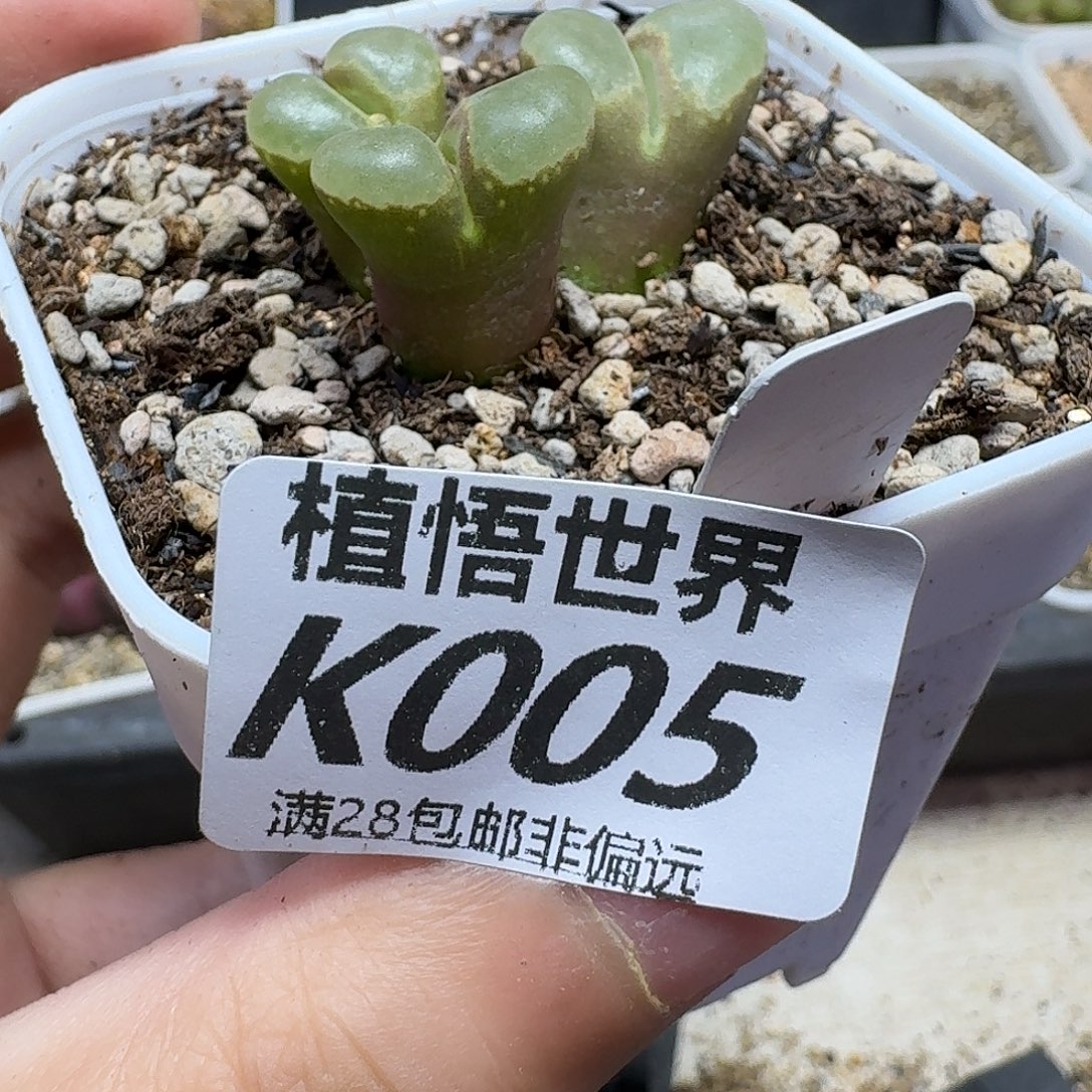 多肉植物的润泽fgb