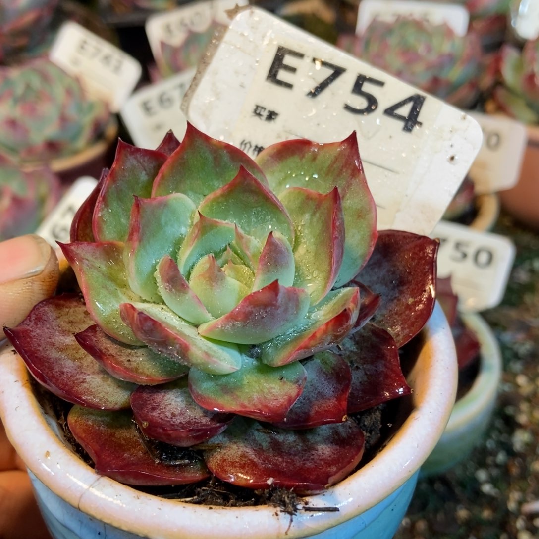 惊鸿一瞥754特价