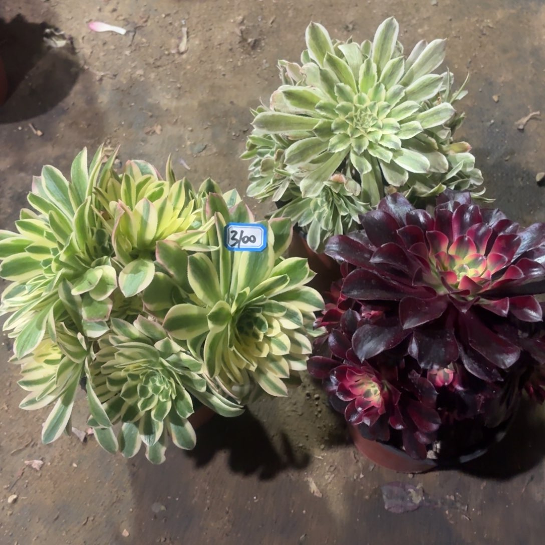 组合3颗法师多肉一物一拍3100