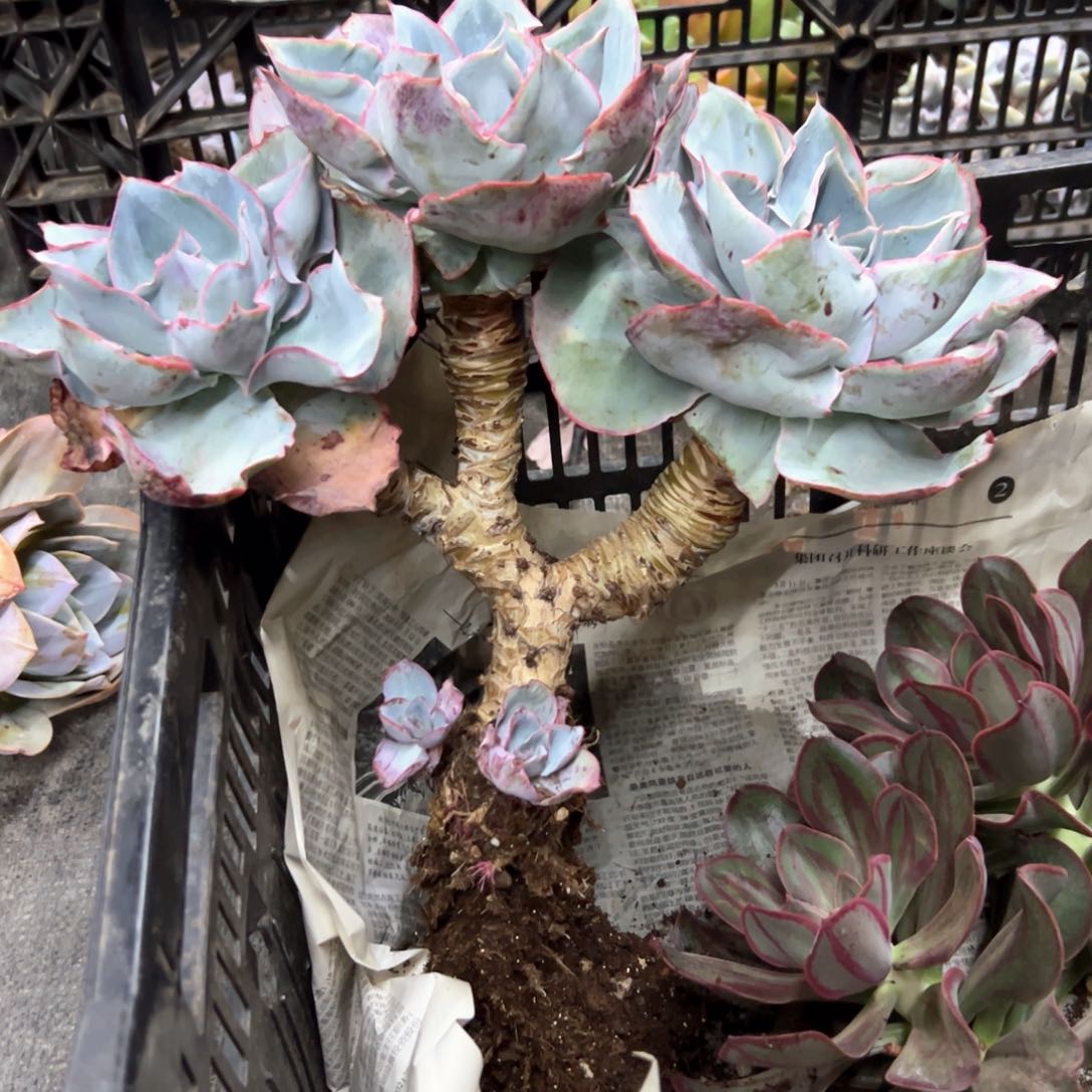 肯尼迪128 零零多肉植物