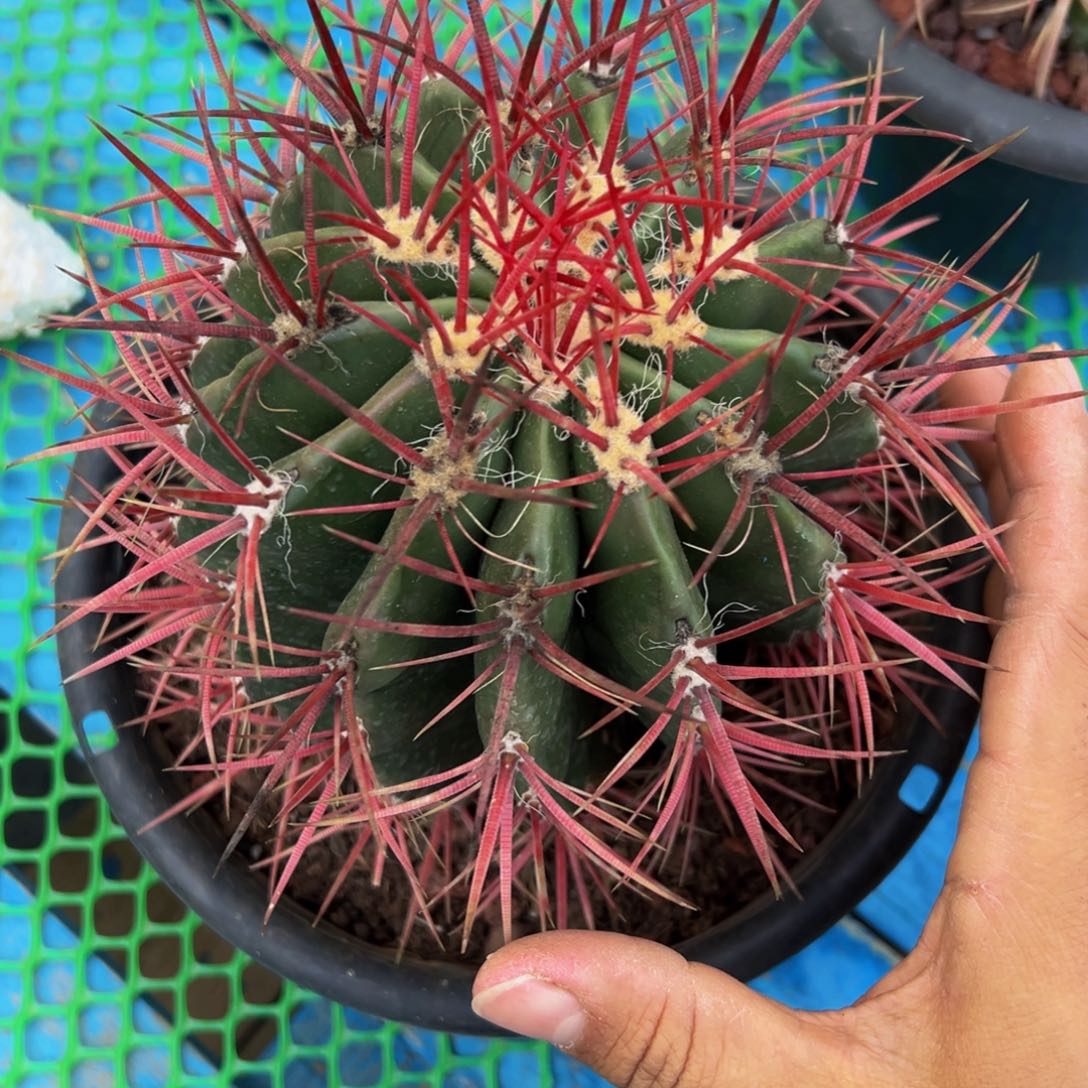 红虎放漏款58.8福利活动