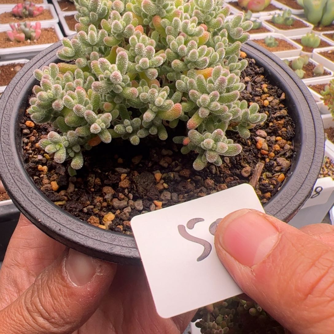 2.16冰晶多肉植物50