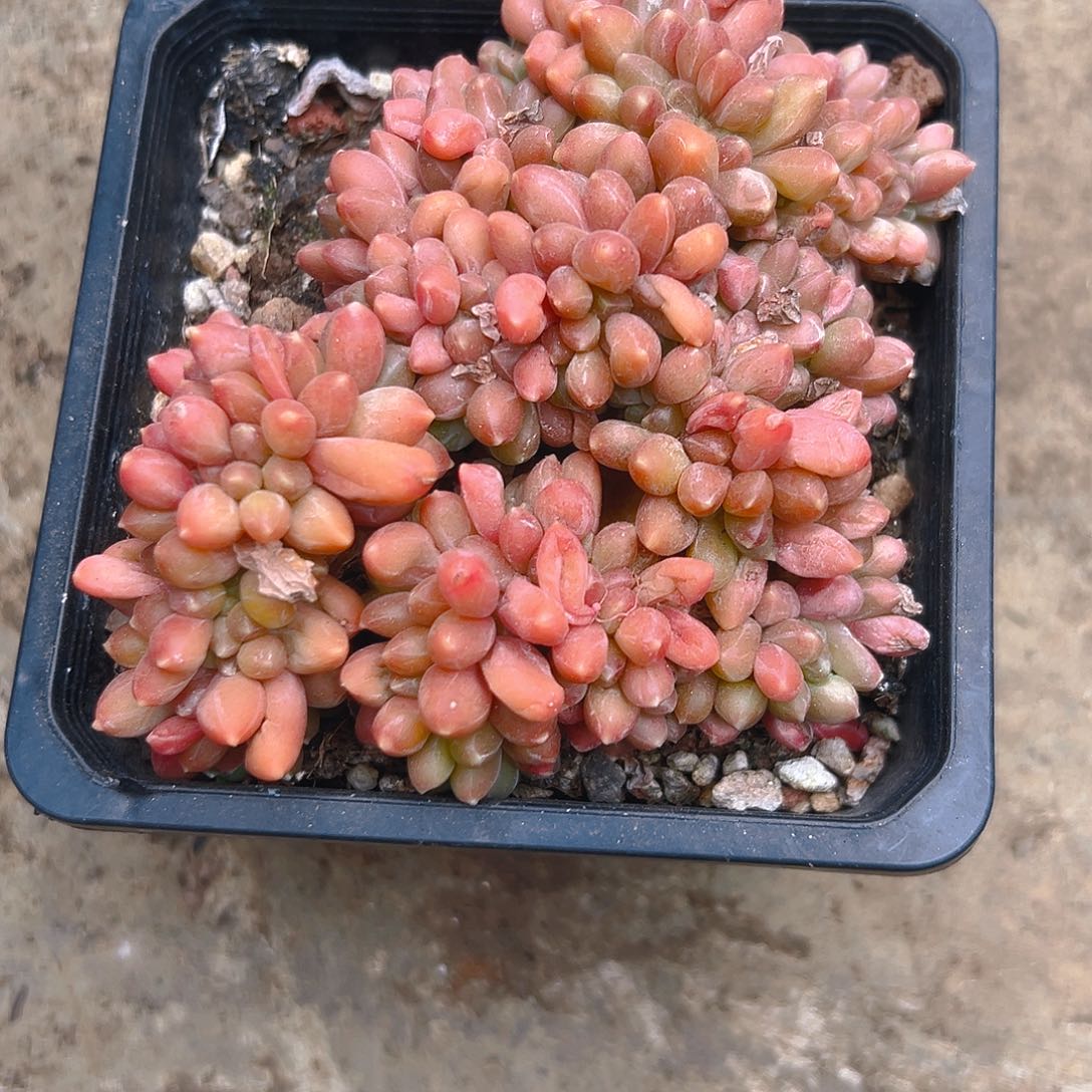 缀化245689009766543322