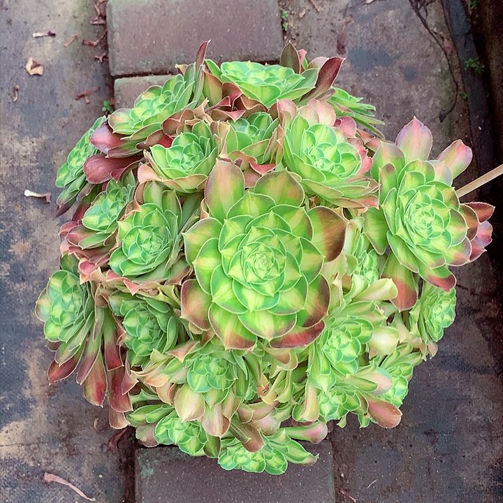 韶华老桩啊啊啊啊啊