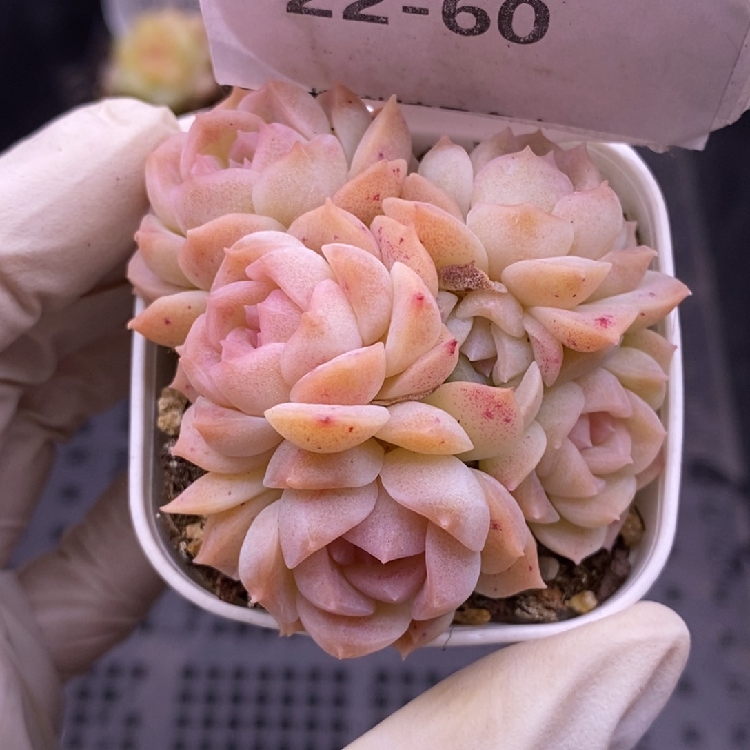 【闪购商品】22-60梦幻泡影