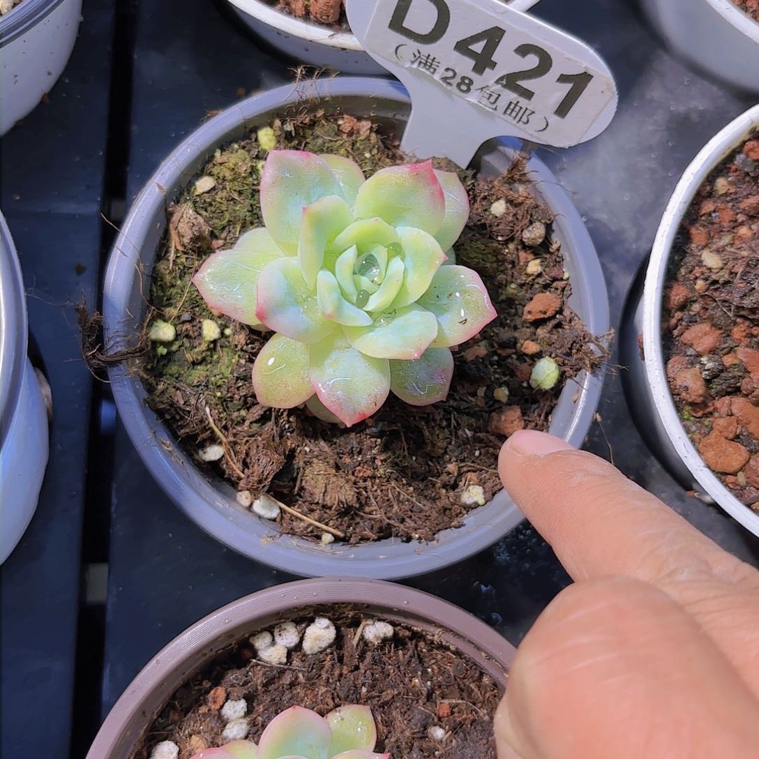 D421泡泡纱裙一物一拍多肉