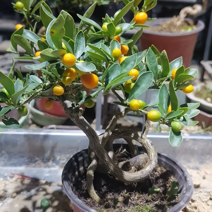 火***狼完全开放金豆小橘子绿植