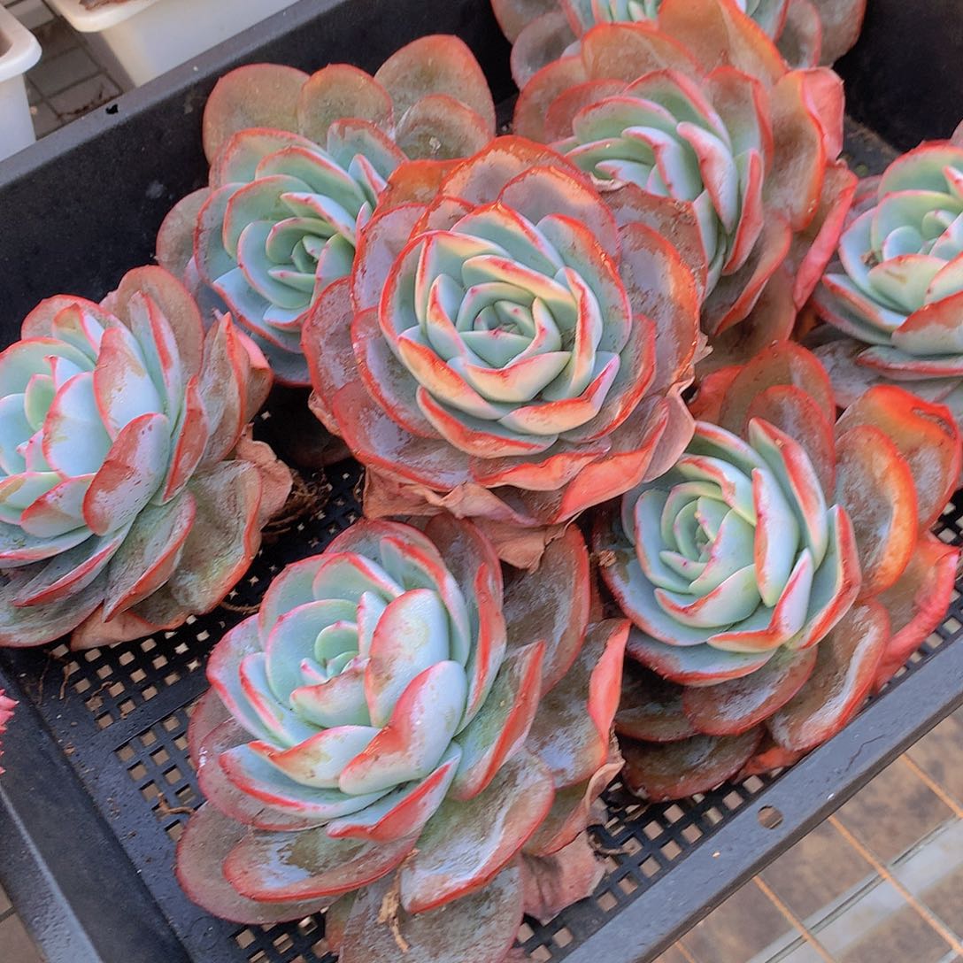 布鲁兰345678899990