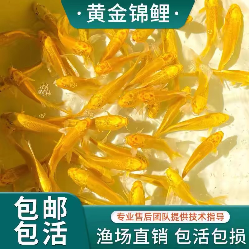 黄金锦鲤活鱼招财鱼好养耐活冷水鱼金鱼观赏鱼活鱼鱼苗活体观赏鱼