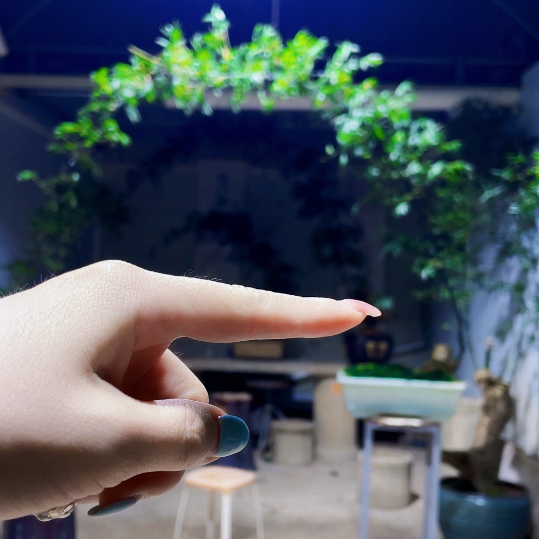 李***！无花朵小叶簕竹熟桩陶瓷盆一物一拍