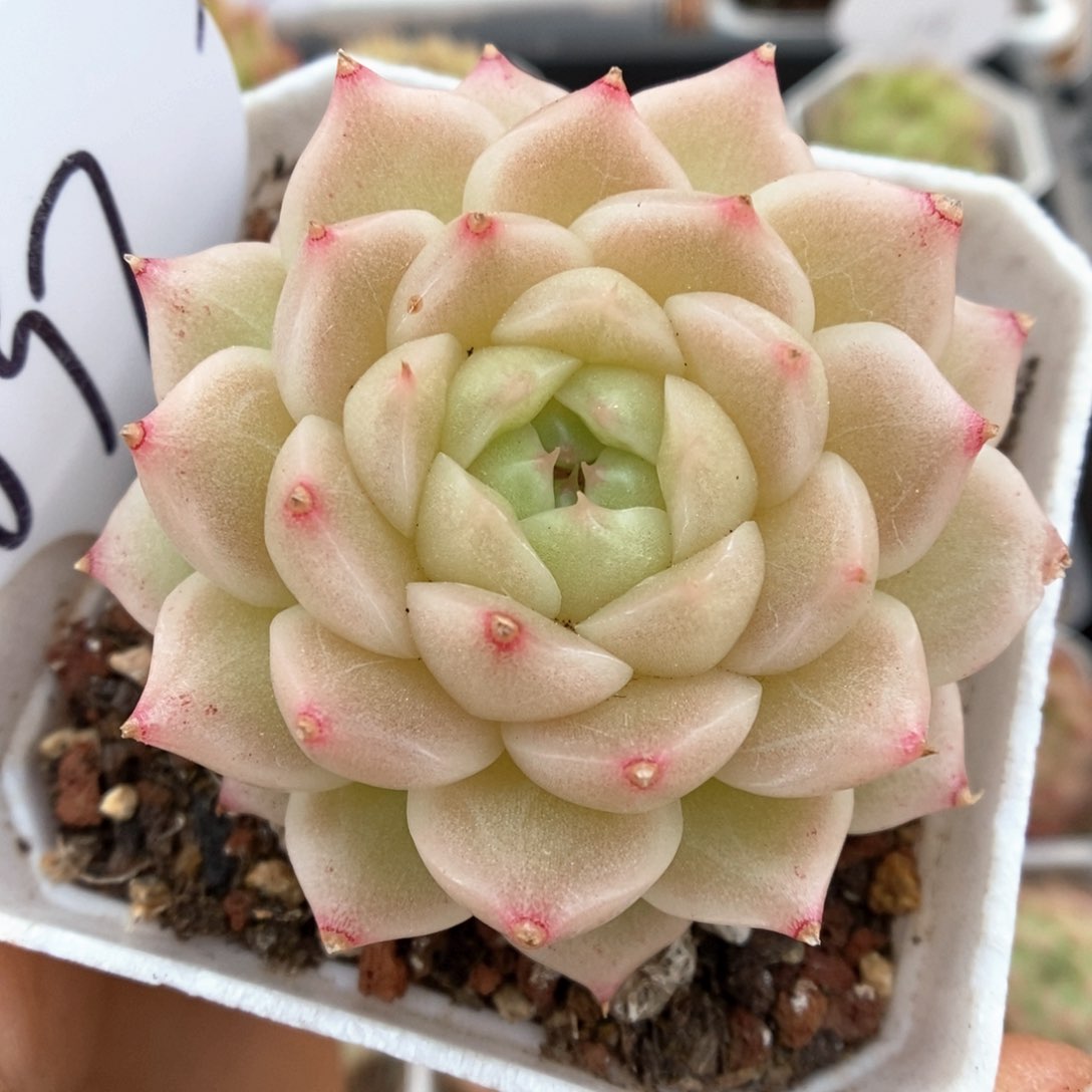 橘柚麦秆可拍697号。  