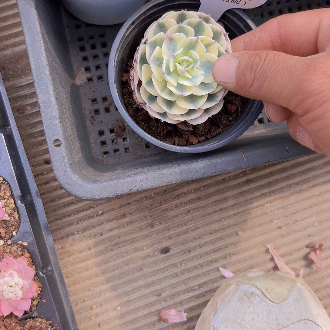 D988玉蝶锦一物一拍