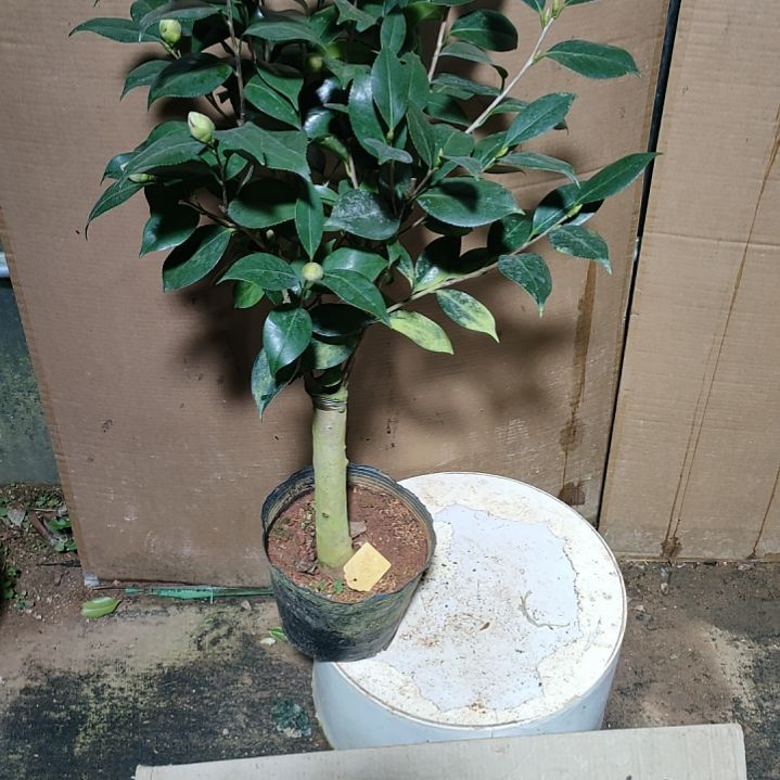 331深紫色的梦，原盆原土发货，不包邮