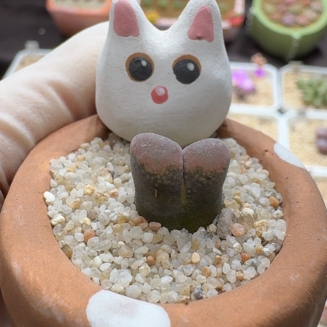 0910-082连盆带花红风铃