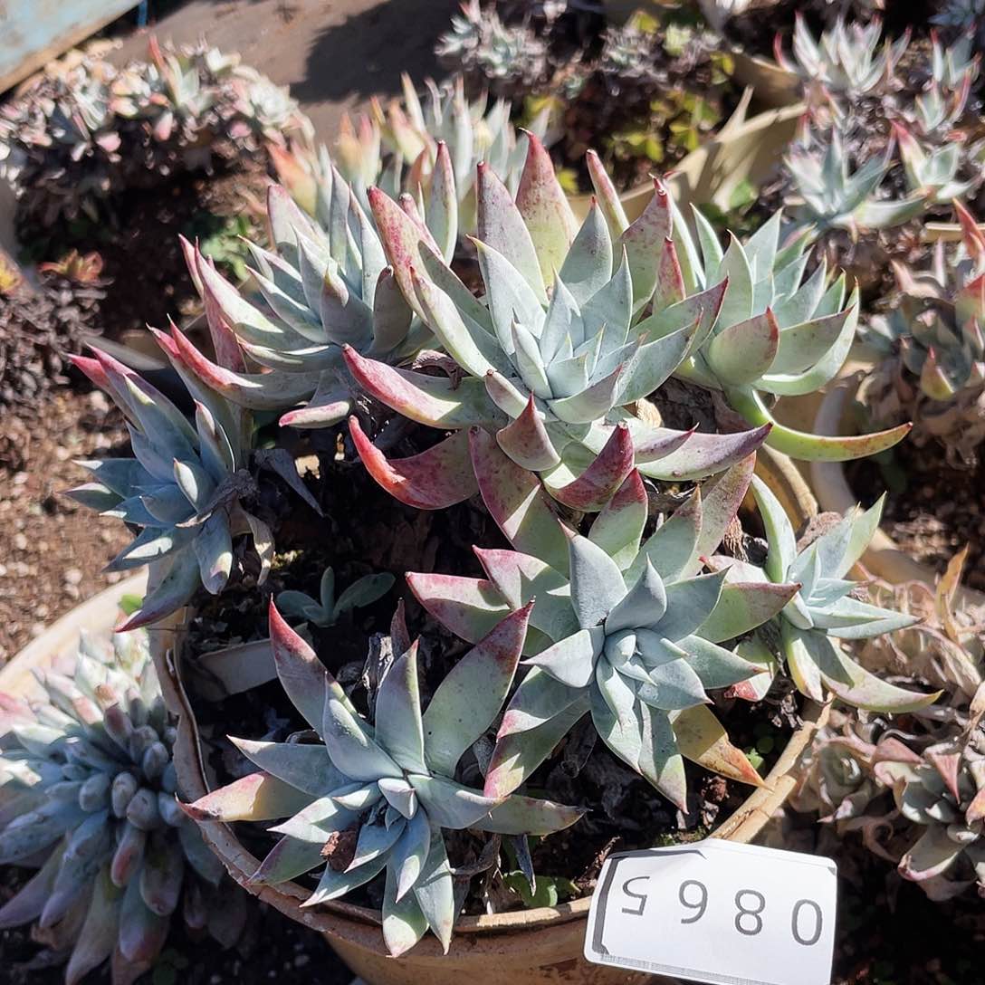 苹果叶雪山老桩0865