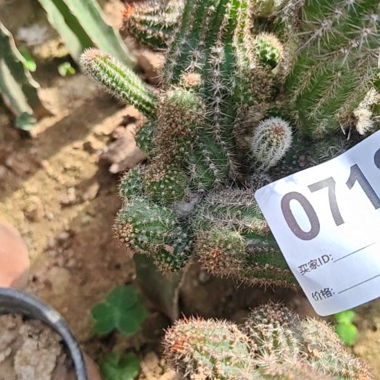 华丽粉色白檀不包损718