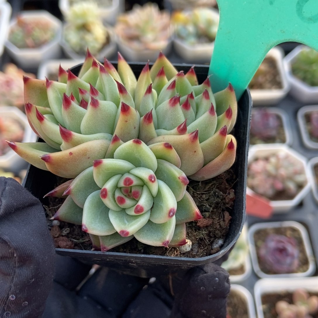 1878蓝龙多肉植物保护