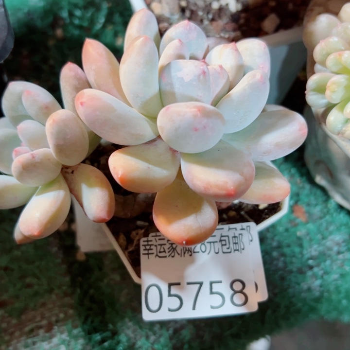 幸运的是我还没遇到你的