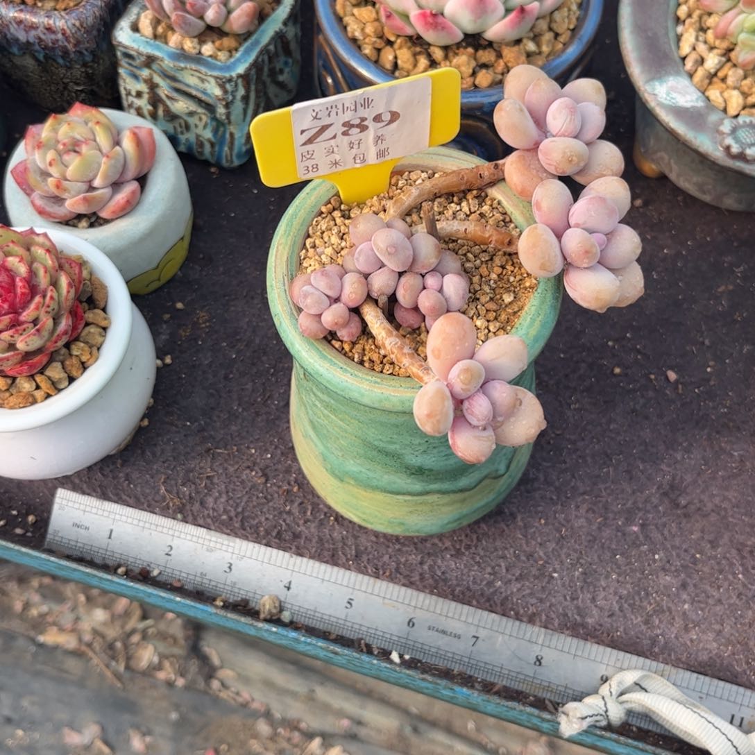 鱼*溪多肉植物1111桃蛋