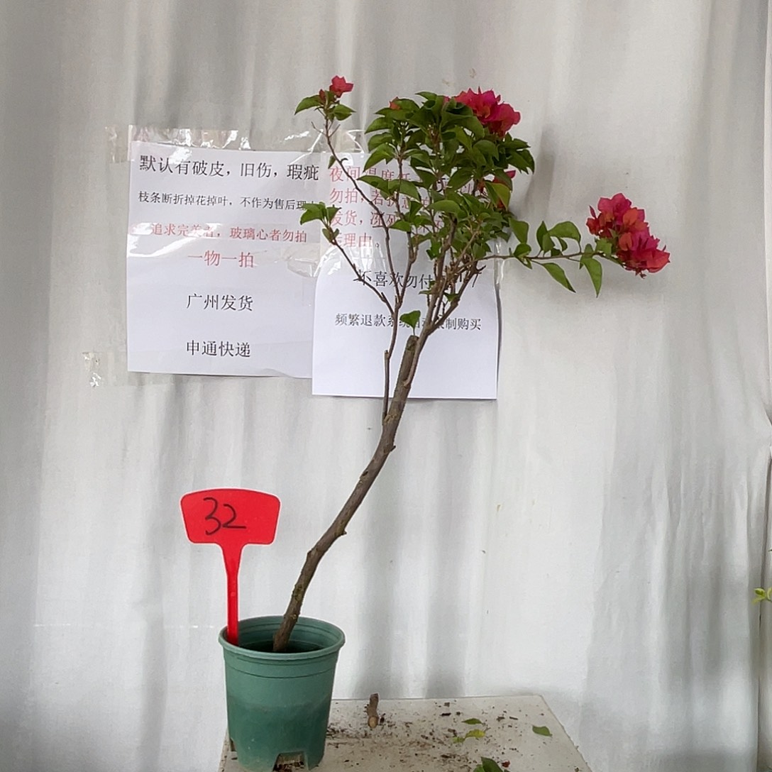 当前无花栽培后可以开花32同安红