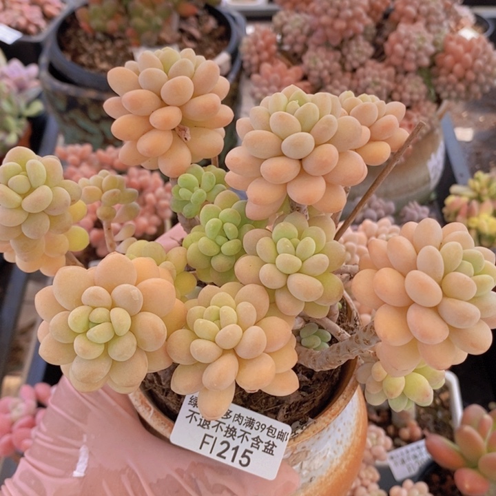 洛可可老桩12cm215多肉植物