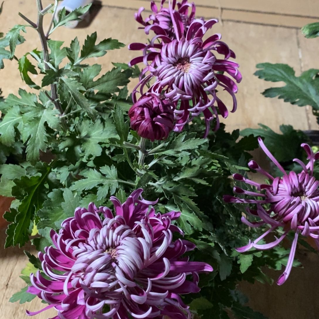 完全开放无名大花紫色20.8