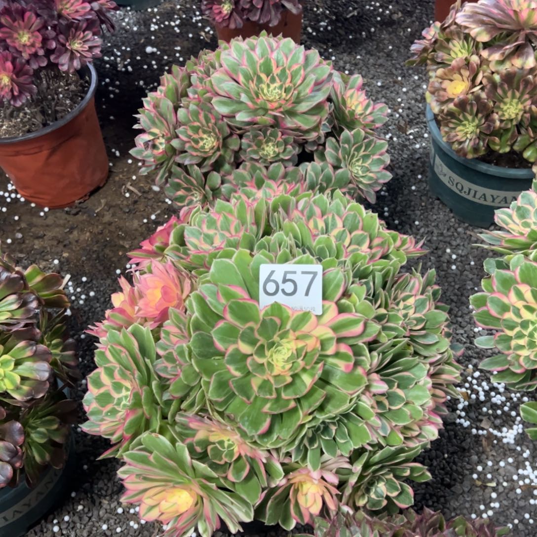 ****丹我是真的很喜欢这个