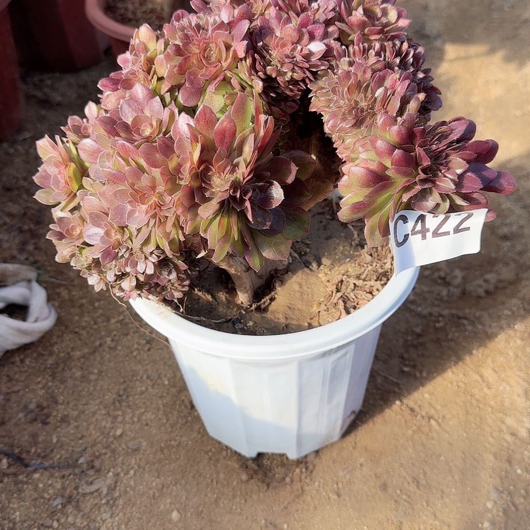 422万朵朵一颗呀呀