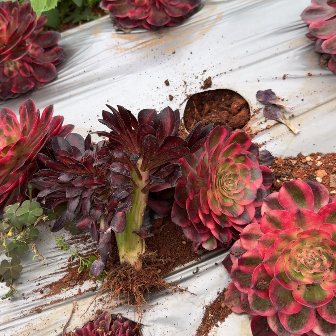 9.9晚霞缀送个云和啊啊啊啊