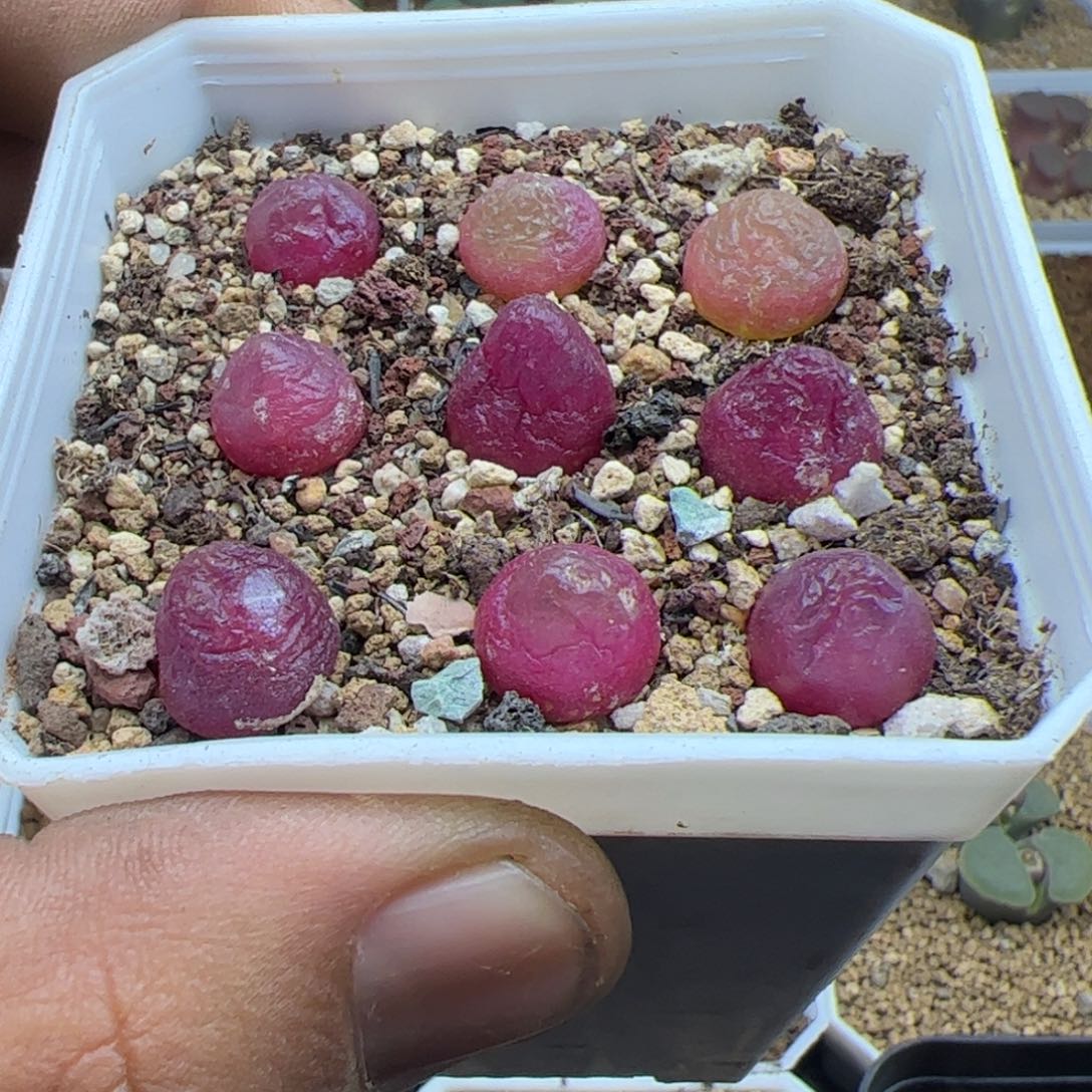 大家过年好22510